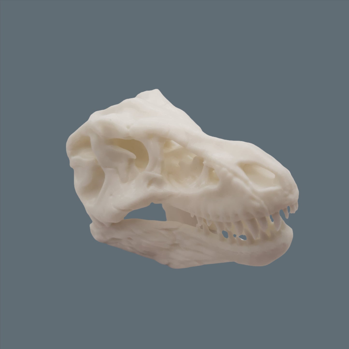 3D printed T - Rex skull front side view