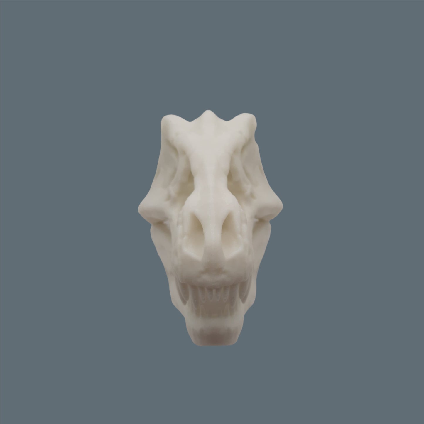 3D Printed T - Rex Skull front view