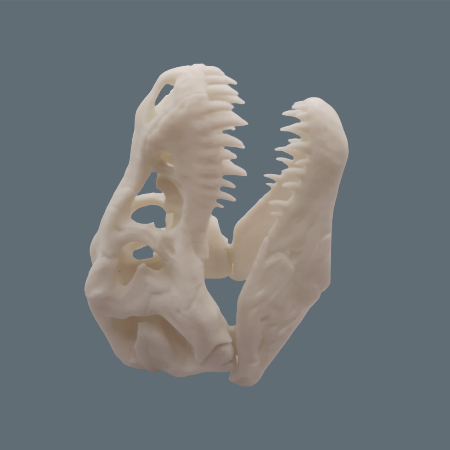3D Printed T - Rex Skull side view