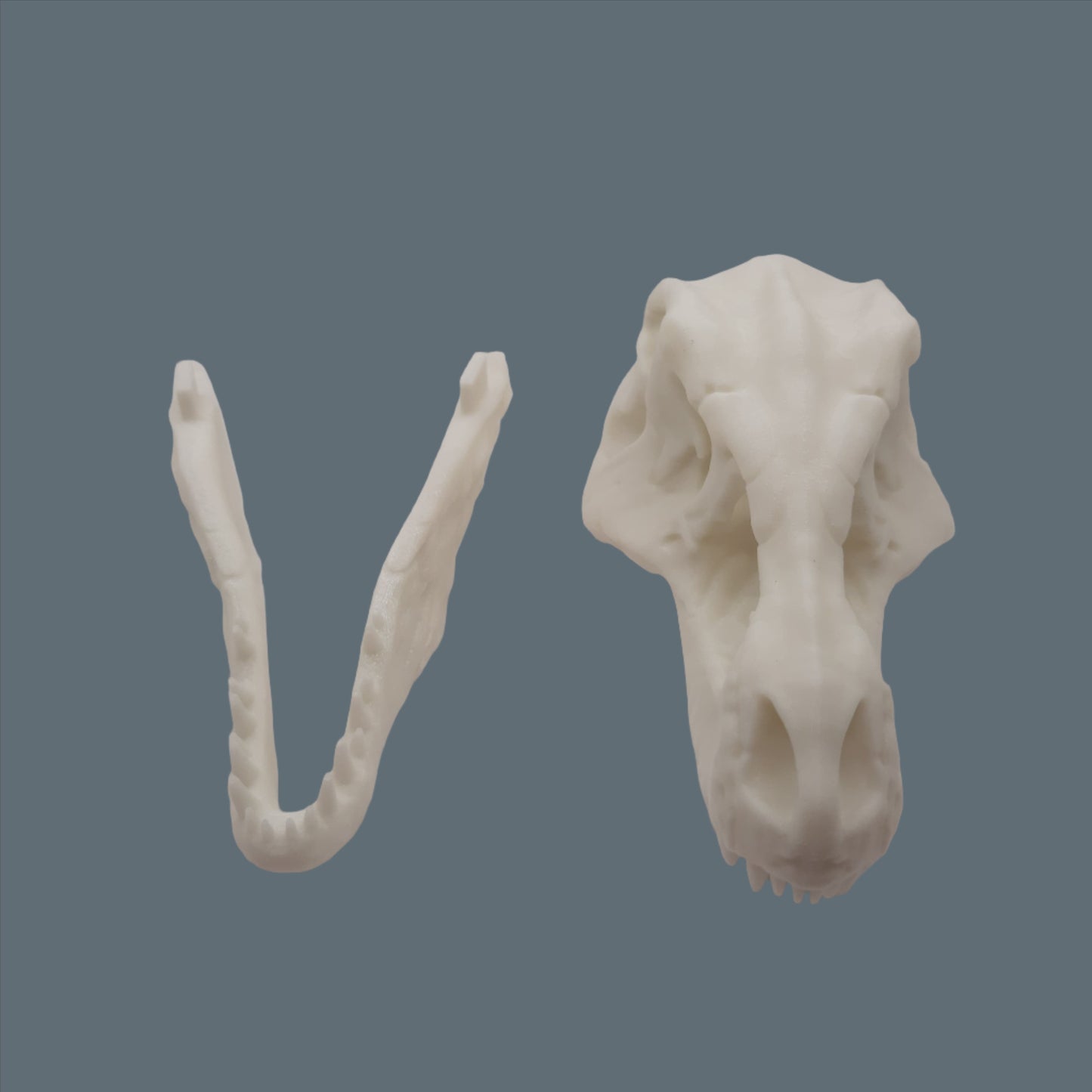 3D Printed T-Rex Skull