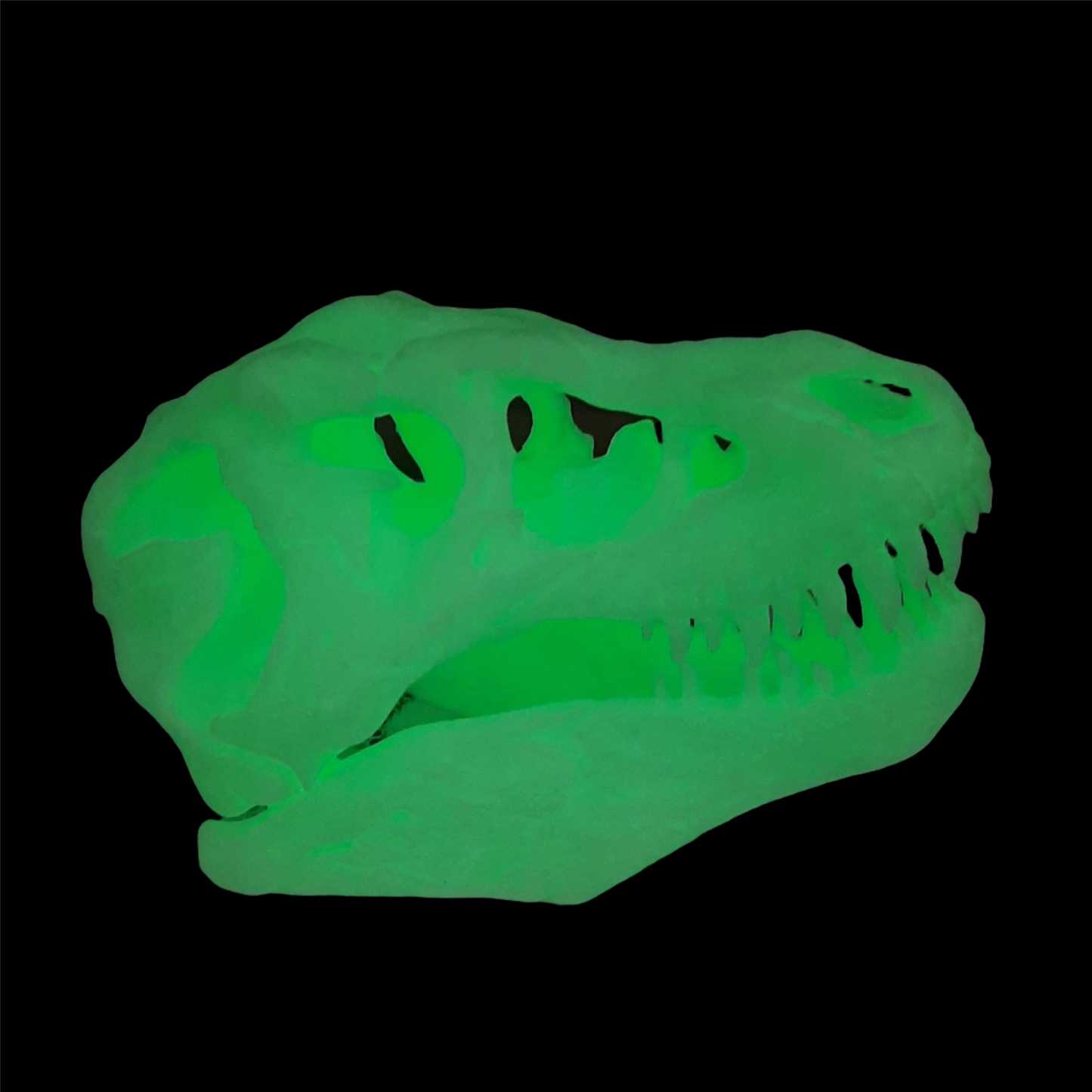 Left side view of 3D Printed T - Rex Skull glow in the dark