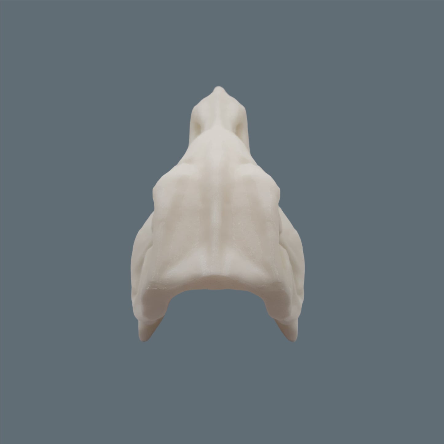 3D Printed T - Rex Skull back view