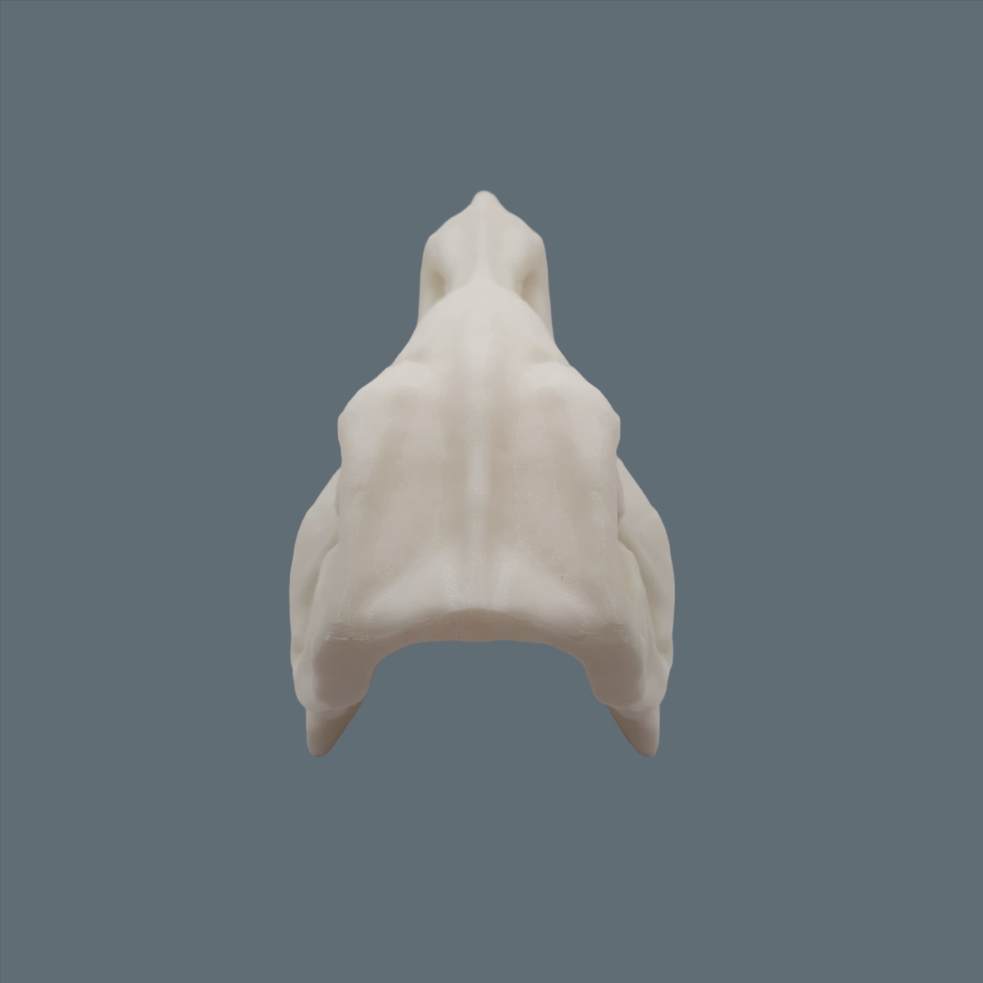 3D Printed T - Rex Skull back view